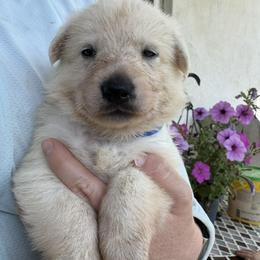 Ilee (aka Eileen) - White female German Shepherd puppy in Perkasie, Pennsylvania from Twila Ruth Herot