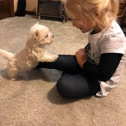 West Highland White Terrier Puppies from Twin Oaks Westies