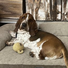 Huckleberry - Basset Hound