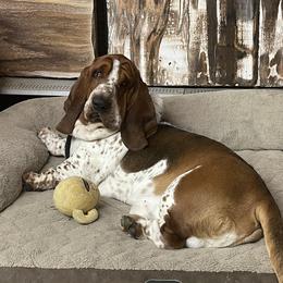 Huckleberry - Basset Hound