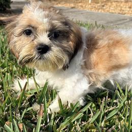 Spicer - Tricolor male Shih Tzu puppy in Saint Johns, Florida from BEH Puppies LLC