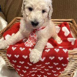 Beso - White male Poodle puppy in Mobile, Alabama from Semmy’s Standard Poodle LLC