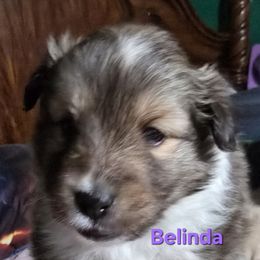 Belinda - Special Holiday Price Through Nov 30 - Sable & white female Toy Shetland Sheepdog puppy in Houston, Texas from LaLa's Lilliputian Lassies
