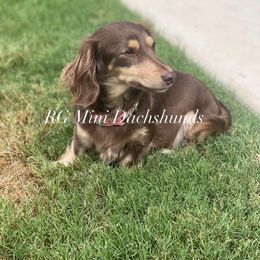 Coco “chocolate and cream” - Dachshund