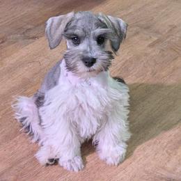 Sammy - Parti male Miniature Schnauzer puppy in Ferndale, Washington from Blackhorse Schnauzers Washington state
