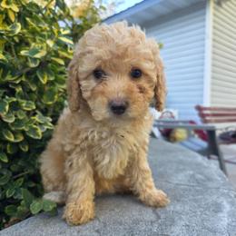 Layla - Red female Bernedoodle puppy in Blackfoot, Idaho from Draper Mountain Doodles