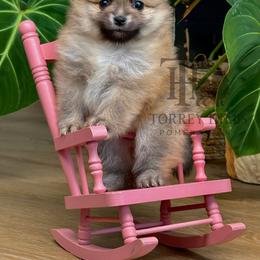 Nigel - Orange sable male Pomeranian puppy in Redlands, California from Torrey Hills Poms
