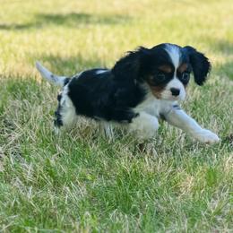 Xander - Tri-color male Cavalier King Charles Spaniel puppy in North Smithfield, Rhode Island from Thundermist Cavaliers