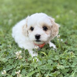 Orange Collared Female - Cream female Maltipoo puppy in Marshallville, Ohio from Grassy Meadow Pups
