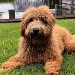 Goldendoodles from Belews Creek Mini Goldendoodles