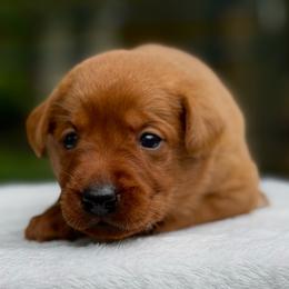 Teal Collar Female - Yellow female Labrador Retriever puppy in Huntington, Texas from Soggy Bottom Retrievers