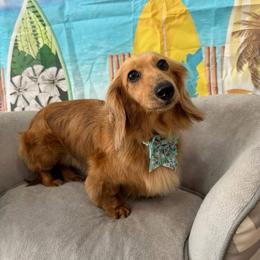 Sugar - Dachshund