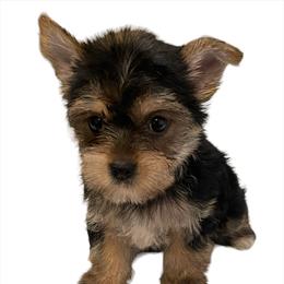Yorkshire Terrier Puppies from Southern Sweetheart Kennels