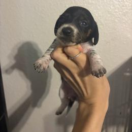 Spotty - Piebald female Dachshund puppy in Conroe, Texas from R&M Dachshunds