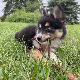 Pomsky Puppies from Rustic Pomskies
