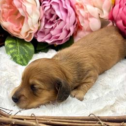 Gage - Red male Dachshund puppy in Exeter, California from Sawtooth Miniature Dachshunds