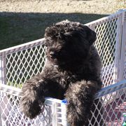 Bouvier des Flandres Puppies from Sleeping Lady Bouviers