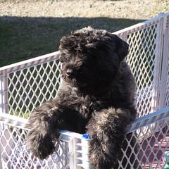 Bouvier des Flandres Puppies from Sleeping Lady Bouviers