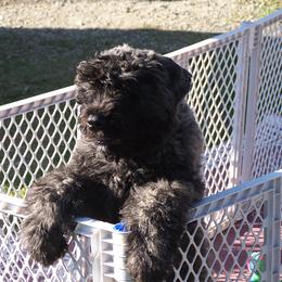 Bouvier des Flandres Puppies from Sleeping Lady Bouviers