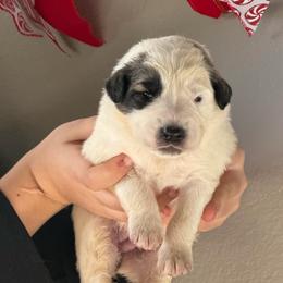 Valentino- blue - Badger male Colorado Mountain Dog puppy in Cotopaxi, Colorado from Once Upon A Moose (OUM)
