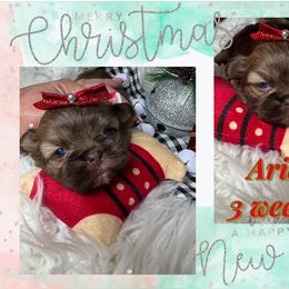 Aria - Liver and white female Shih Tzu puppy in Coolidge, Arizona from Shih Tzu’s  ‘N’ Love