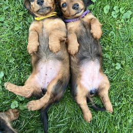 Dachshund Puppies from Miniature Dreams Dachshunds