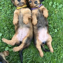 Dachshund Puppies from Miniature Dreams Dachshunds
