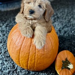 Goldendoodle Puppies from Celestial Doodles