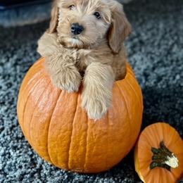 Goldendoodle Puppies from Celestial Doodles