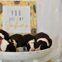 Border Collie Puppies from Sage Ridge