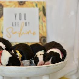 Border Collie Puppies from Sage Ridge