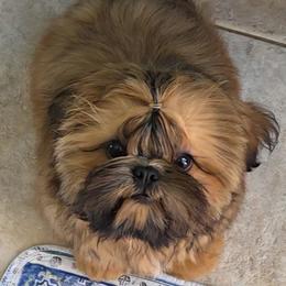 Penny - Red female Shih Tzu puppy in Riverside, California from Raincross Shih Tzu