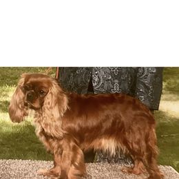 Ready - Cavalier King Charles Spaniel