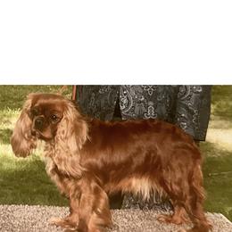 Ready - Cavalier King Charles Spaniel