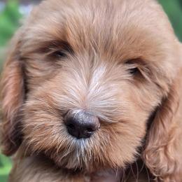Roe's Yellow Boy - Apricot male Goldendoodle puppy in Brea, California from River Doodles