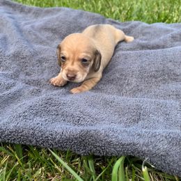 Blossom - Cream Dachshund puppy in Salvisa, Kentucky from Howell’s Hounds
