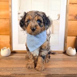 Lunar - Blue merle male Aussiedoodle puppy in Chattanooga, Tennessee from Remedy Ranch Aussiedoodles