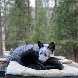 Australian Cattle Dog Puppies from Adcock Ranch Cattle Dogs