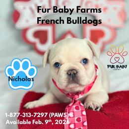 Cupid - Cream male French Bulldog puppy in Michigan from Fur Baby Farms