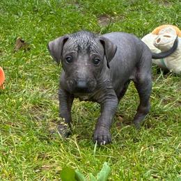 Jumanji - Black male Xoloitzcuintli puppy in Manitowoc, Wisconsin from Wonderland Kennel