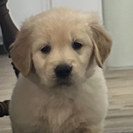 Golden Retriever Puppies from Ginn’s Golden Retrievers