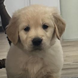 Golden Retriever Puppies from Ginn’s Golden Retrievers