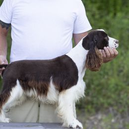 Booker - English Springer Spaniel