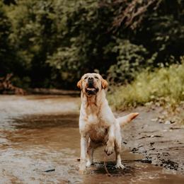 Gracie - Labrador Retriever