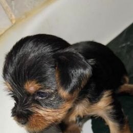 Yorkshire Terriers from Little Champions