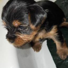 Yorkshire Terriers from Little Champions