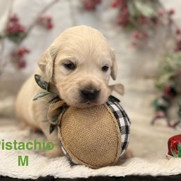 Pistachio - Light golden male Golden Retriever puppy in Salt Lake City, Utah from Soaring golden retrievers