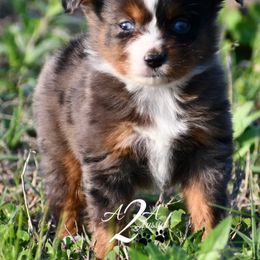 Miniature Australian Shepherd and Toy Australian Shepherd Puppies from A2A Aussies