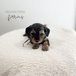 Ricotta - Black & tan female Maltipoo puppy in Huntsville, Texas from Nelson Creek Farms
