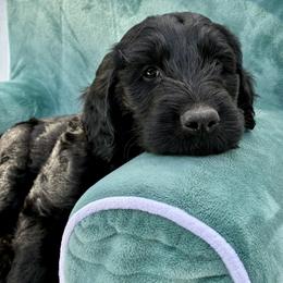 Churro - Black male Goldendoodle puppy in De Bary, Florida from Lena’s “Christmas Cookies”